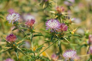 Centaurea iberica, the Iberian knapweed or Iberian star-thistle, is a species of Centaurea. It is native to southeastern Europe and southwestern Asia.