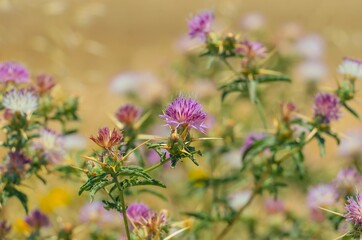 Centaurea iberica, the Iberian knapweed or Iberian star-thistle, is a species of Centaurea. It is native to southeastern Europe and southwestern Asia.