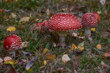 Fliegenpilze im Herbst	