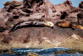 Giant sea lions lying on the rocks. The largest reproductive colonies live in the protected...