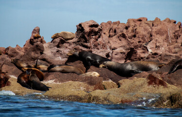 Giant sea lions lying on the rocks. The largest reproductive colonies live in the protected biosphere reserve on San Rafaelito, Espiritu Santo Island in the Sea of Cortes, Baja California Sur, Mexico.