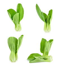 Bok choy vegetable isolated on the white background.