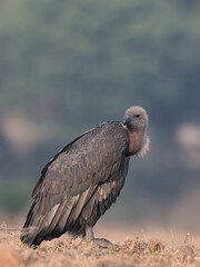 White-rumped Vulture