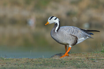 Bar-headed Goose