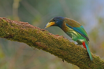 Great Barbet