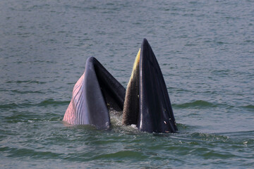 Naklejka premium Bryde’s whale forage small fish in the gulf of Thailand