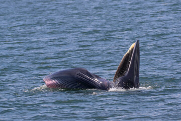Obraz premium Bryde’s whale forage small fish in the gulf of Thailand