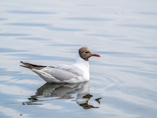 The black-headed gull, lat. Chroicocephalus ridibundus, swimming in a lake
