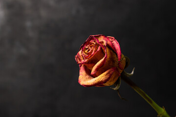 Dried rose on a black background. Dying flower.