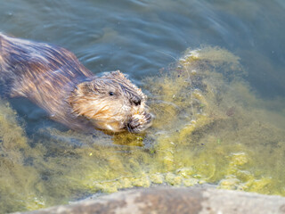 Wild animal Muskrat, Ondatra zibethicuseats, eats on the river bank