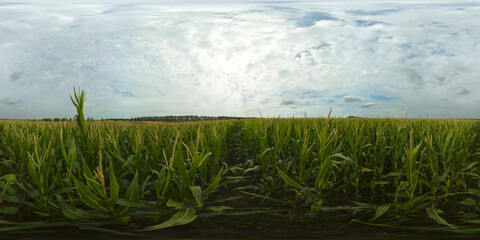 Green agriculture corn field. Agricultural landscape. Rural Countryside Landscape With Growing Corn Field. Virtual Reality 360.