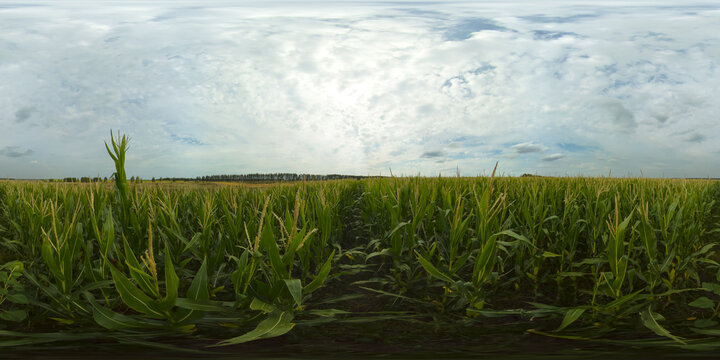 Green agriculture corn field. Agricultural landscape. Rural Countryside Landscape With Growing Corn Field. Virtual Reality 360.
