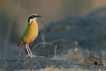 India Pitta
