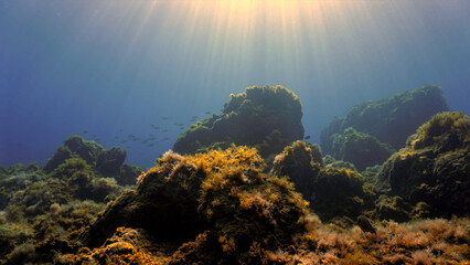 Underwater photo landscape and scenery. From a scuba dive off the coast of the island Tenerife in the Atlantic ocean.