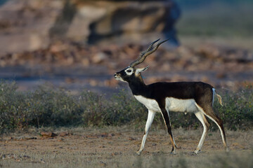 Black Buck