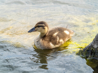 Cute little duckling swimming alone in a lake or river with calm water