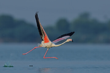 Greater Flamingo