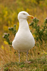 Dreizehenmöve © Wolfgang