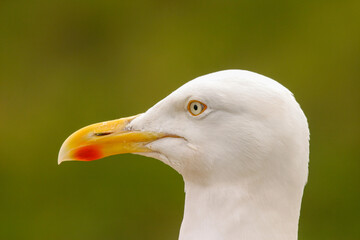 Dreizehenmöve