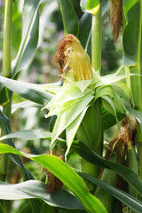An ear of corn on a stalk. - 514016151