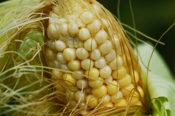 Ripe ripe corn close-up. - 514016180