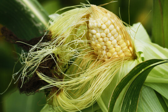 Corn grains on the cob.
