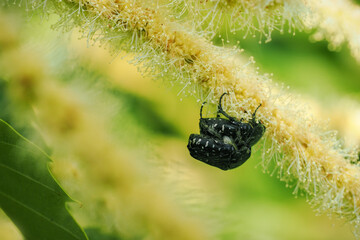 Mating beetles on an edible chestnut flower.