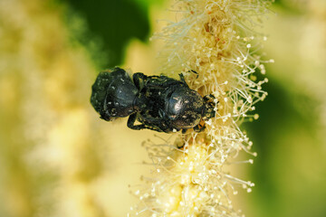Mating beetles on an edible chestnut flower.