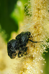 Mating beetles on an edible chestnut flower.