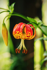 Tiger lily in detail on a flower.