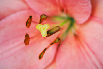 Close-up of pistil and scar on lily flower.