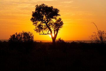 Lever du jour, lever du soleil, Parc national Kruger, Afrique du Sud