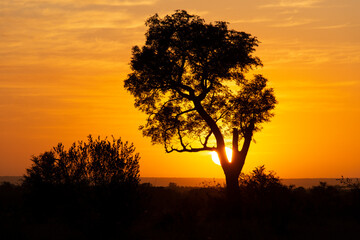 Naklejka na ściany i meble Lever du jour, lever du soleil, Parc national Kruger, Afrique du Sud
