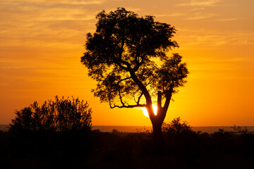 Fototapeta na wymiar Lever du jour, lever du soleil, Parc national Kruger, Afrique du Sud