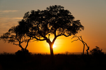 Naklejka na ściany i meble Lever du jour, lever du soleil, Parc national Kruger, Afrique du Sud