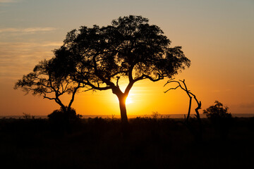 Plakat Lever du jour, lever du soleil, Parc national Kruger, Afrique du Sud
