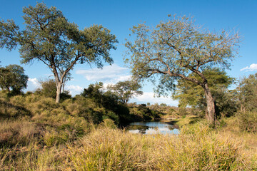 Savane, Parc national Kruger, Afrique du Sud