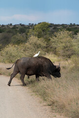 Buffle d'Afrique, Syncerus caffer, Parc national Kruger, Afrique du Sud