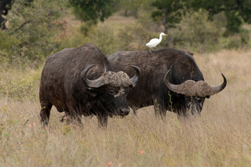 Obraz premium Buffle d'Afrique, Syncerus caffer, Parc national Kruger, Afrique du Sud