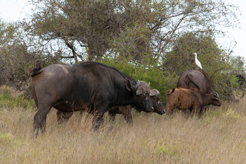 Obraz premium Buffle d'Afrique, Syncerus caffer, Parc national Kruger, Afrique du Sud
