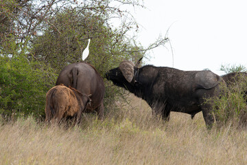 Obraz premium Buffle d'Afrique, Syncerus caffer, Parc national Kruger, Afrique du Sud