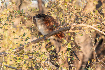 Coucal du Sénégal,.Centropus senegalensis, Senegal Coucal