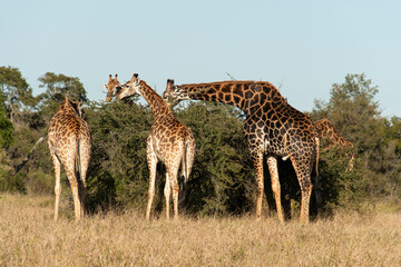 Naklejka na ściany i meble Girafe, Giraffa Camelopardalis, Parc national Kruger, Afrique du Sud