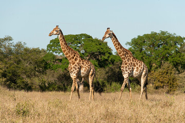 Girafe, Giraffa Camelopardalis, Parc national Kruger, Afrique du Sud