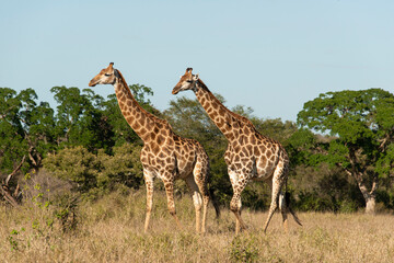 Girafe, Giraffa Camelopardalis, Parc national Kruger, Afrique du Sud