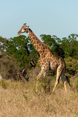 Girafe, Giraffa Camelopardalis, Parc national Kruger, Afrique du Sud