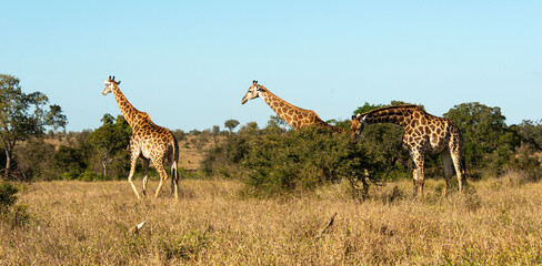 Girafe, Giraffa Camelopardalis, Parc national Kruger, Afrique du Sud