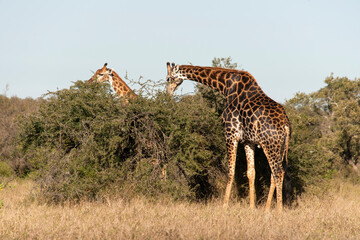 Girafe, Giraffa Camelopardalis, Parc national Kruger, Afrique du Sud