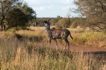 Grand koudou, Tragelaphus strepsiceros, femelle, Parc national Kruger, Afrique du Sud