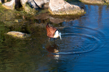 Jacana à poitrine dorée,.Actophilornis africanus, African Jacana, Parc national Kruger, Afrique du Sud